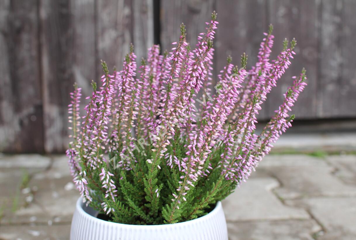Vřes obecný 'Hilda' (Garden girls®) - Calluna vulgaris 'Hilda' (Garden girls®)