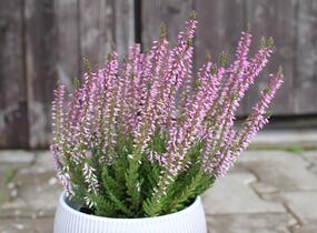 Vřes obecný 'Hilda' (Garden girls®) - Calluna vulgaris 'Hilda' (Garden girls®)