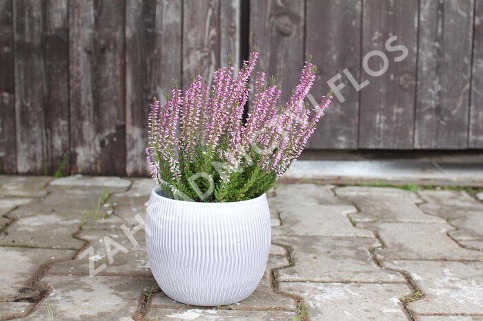 Vřes obecný 'Hilda' (Garden girls®) - Calluna vulgaris 'Hilda' (Garden girls®)