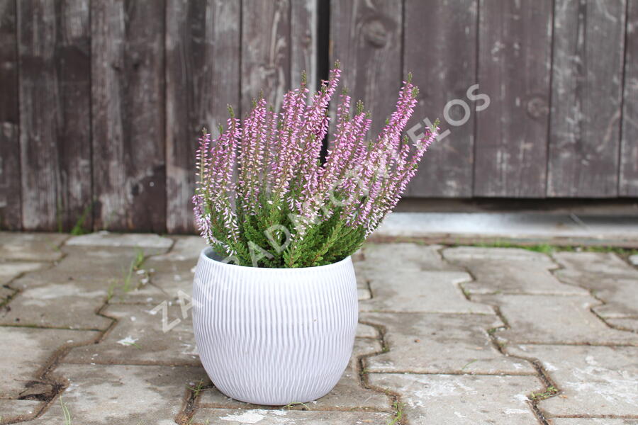 Vřes obecný 'Hilda' (Garden girls®) - Calluna vulgaris 'Hilda' (Garden girls®)