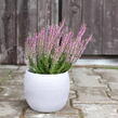 Vřes obecný 'Hilda' (Garden girls®) - Calluna vulgaris 'Hilda' (Garden girls®)