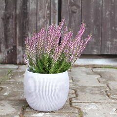 Vřes obecný 'Hilda' (Garden girls®) - Calluna vulgaris 'Hilda' (Garden girls®)