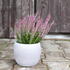 Calluna vulgaris 'Hilda' (Garden girls®).JPG