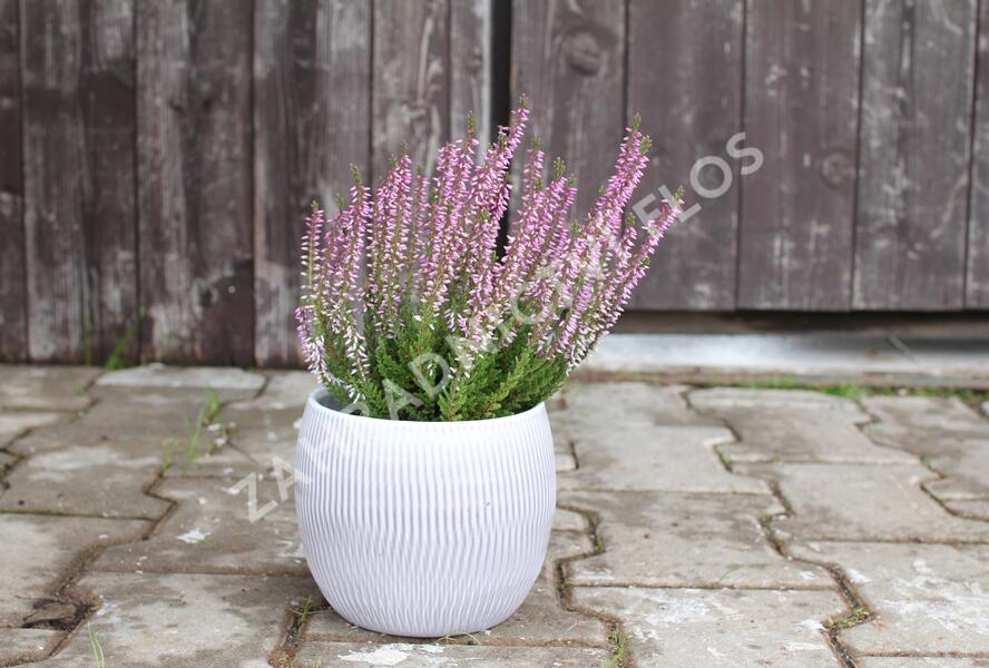 Vřes obecný 'Hilda' (Garden girls®) - Calluna vulgaris 'Hilda' (Garden girls®)