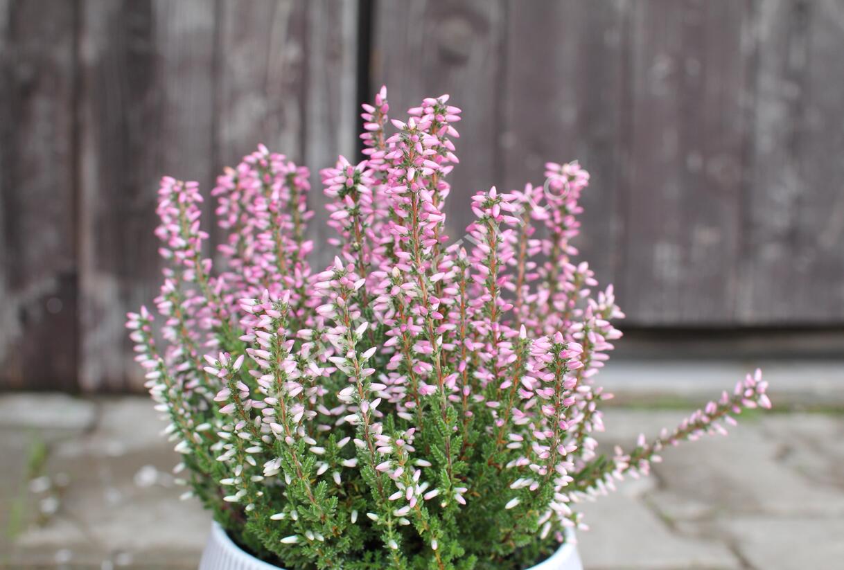 Vřes obecný 'Maggy' (Garden girls®) - Calluna vulgaris 'Maggy' (Garden girls®)