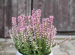 Vřes obecný 'Maggy' (Garden girls®) - Calluna vulgaris 'Maggy' (Garden girls®)