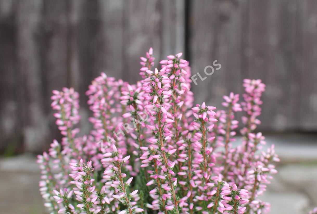 Vřes obecný 'Maggy' (Garden girls®) - Calluna vulgaris 'Maggy' (Garden girls®)