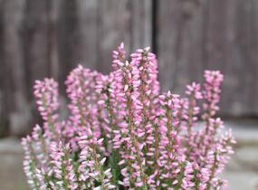 Vřes obecný 'Maggy' (Garden girls®) - Calluna vulgaris 'Maggy' (Garden girls®)