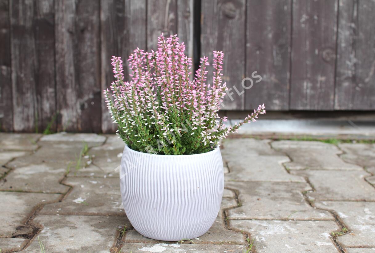 Vřes obecný 'Maggy' (Garden girls®) - Calluna vulgaris 'Maggy' (Garden girls®)
