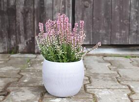 Vřes obecný 'Maggy' (Garden girls®) - Calluna vulgaris 'Maggy' (Garden girls®)