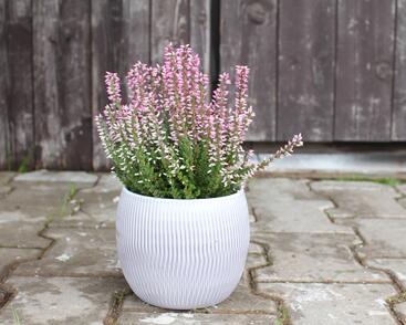 Vřes obecný 'Maggy' (Garden girls®)