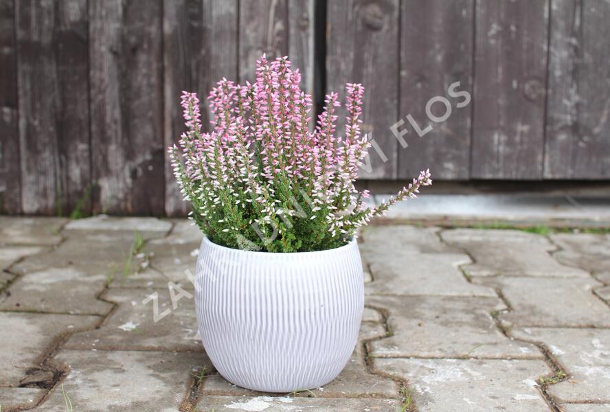 Vřes obecný 'Maggy' (Garden girls®) - Calluna vulgaris 'Maggy' (Garden girls®)