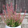 Vřes obecný 'Mary Ann' (Garden girls®) - Calluna vulgaris 'Mary Ann' (Garden girls®)
