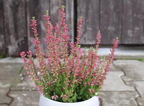 Vřes obecný 'Mary Ann' (Garden girls®) - Calluna vulgaris 'Mary Ann' (Garden girls®)