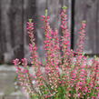 Vřes obecný 'Mary Ann' (Garden girls®) - Calluna vulgaris 'Mary Ann' (Garden girls®)