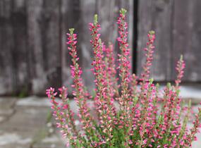 Vřes obecný 'Mary Ann' (Garden girls®) - Calluna vulgaris 'Mary Ann' (Garden girls®)