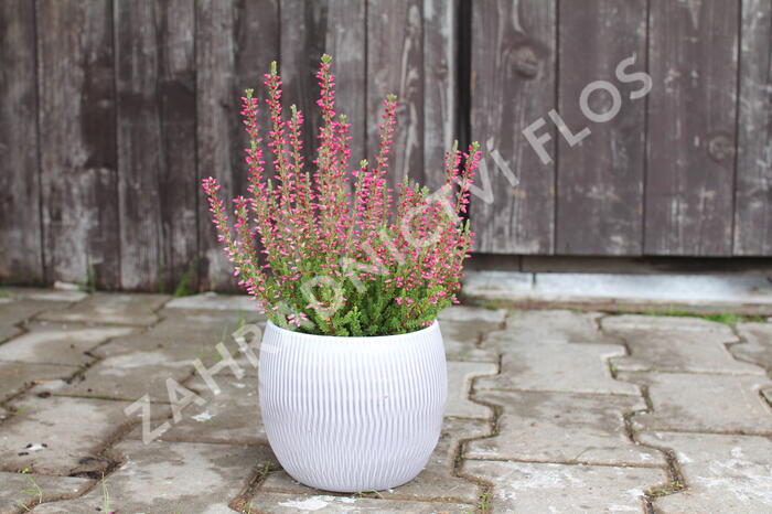Vřes obecný 'Mary Ann' (Garden girls®) - Calluna vulgaris 'Mary Ann' (Garden girls®)