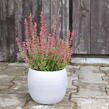 Vřes obecný 'Mary Ann' (Garden girls®) - Calluna vulgaris 'Mary Ann' (Garden girls®)