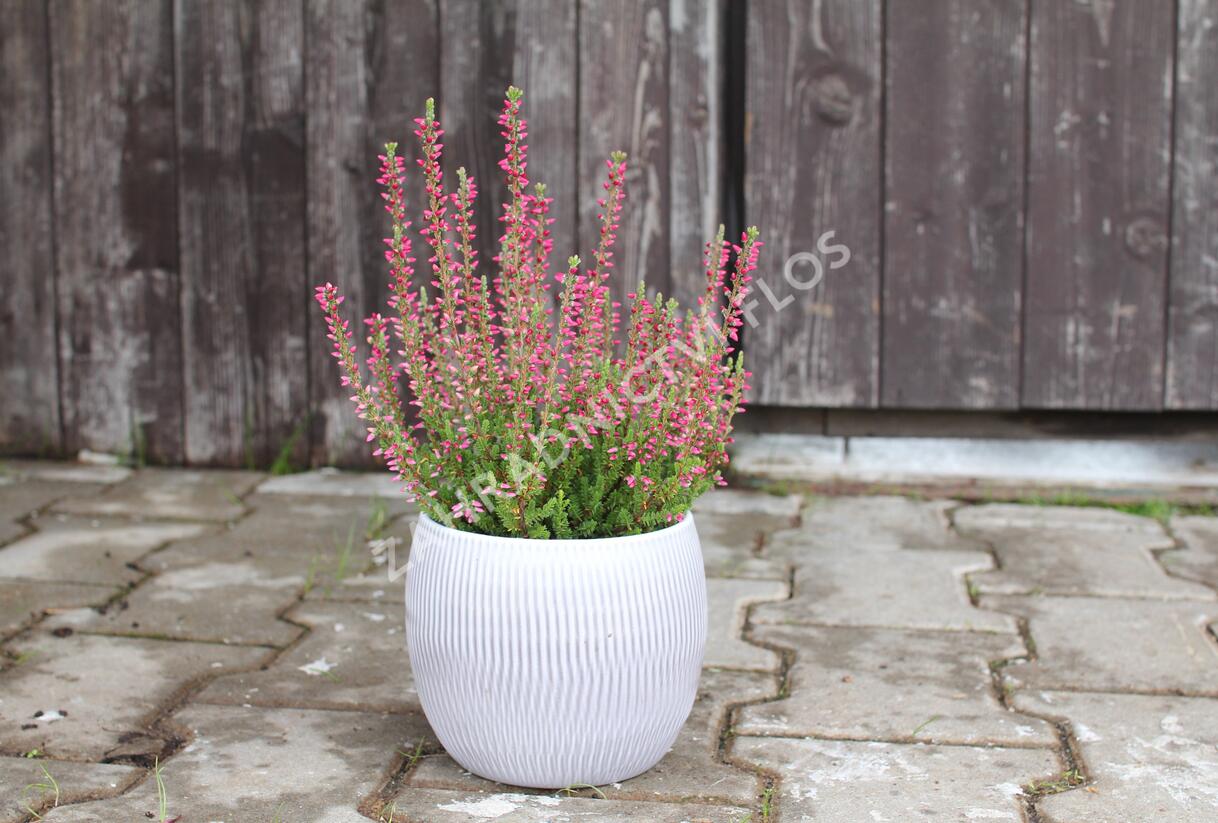 Vřes obecný 'Mary Ann' (Garden girls®) - Calluna vulgaris 'Mary Ann' (Garden girls®)