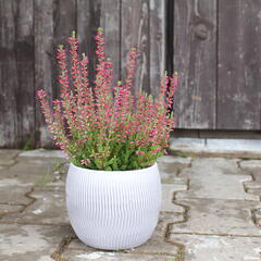 Vřes obecný 'Mary Ann' (Garden girls®) - Calluna vulgaris 'Mary Ann' (Garden girls®)