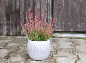 Vřes obecný 'Mary Ann' (Garden girls®) - Calluna vulgaris 'Mary Ann' (Garden girls®)