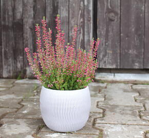 Vřes obecný 'Mary Ann' (Garden girls®) - Calluna vulgaris 'Mary Ann' (Garden girls®)
