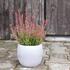 Calluna vulgaris 'Mary Ann' (Garden girls®).JPG