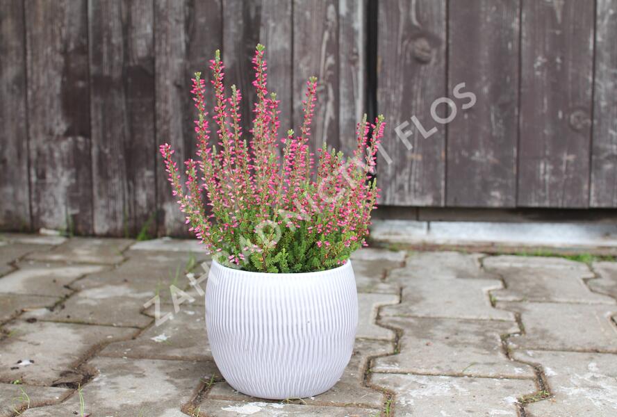 Vřes obecný 'Mary Ann' (Garden girls®) - Calluna vulgaris 'Mary Ann' (Garden girls®)