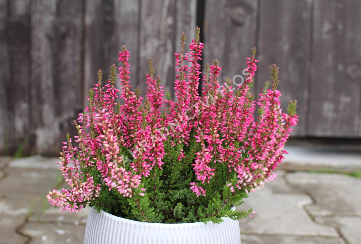Vřes obecný 'Franca' (Garden girls®) - Calluna vulgaris 'Franca' (Garden girls®)