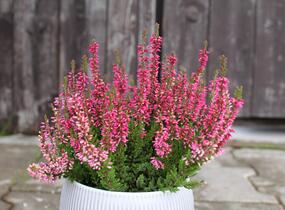 Vřes obecný 'Franca' (Garden girls®) - Calluna vulgaris 'Franca' (Garden girls®)