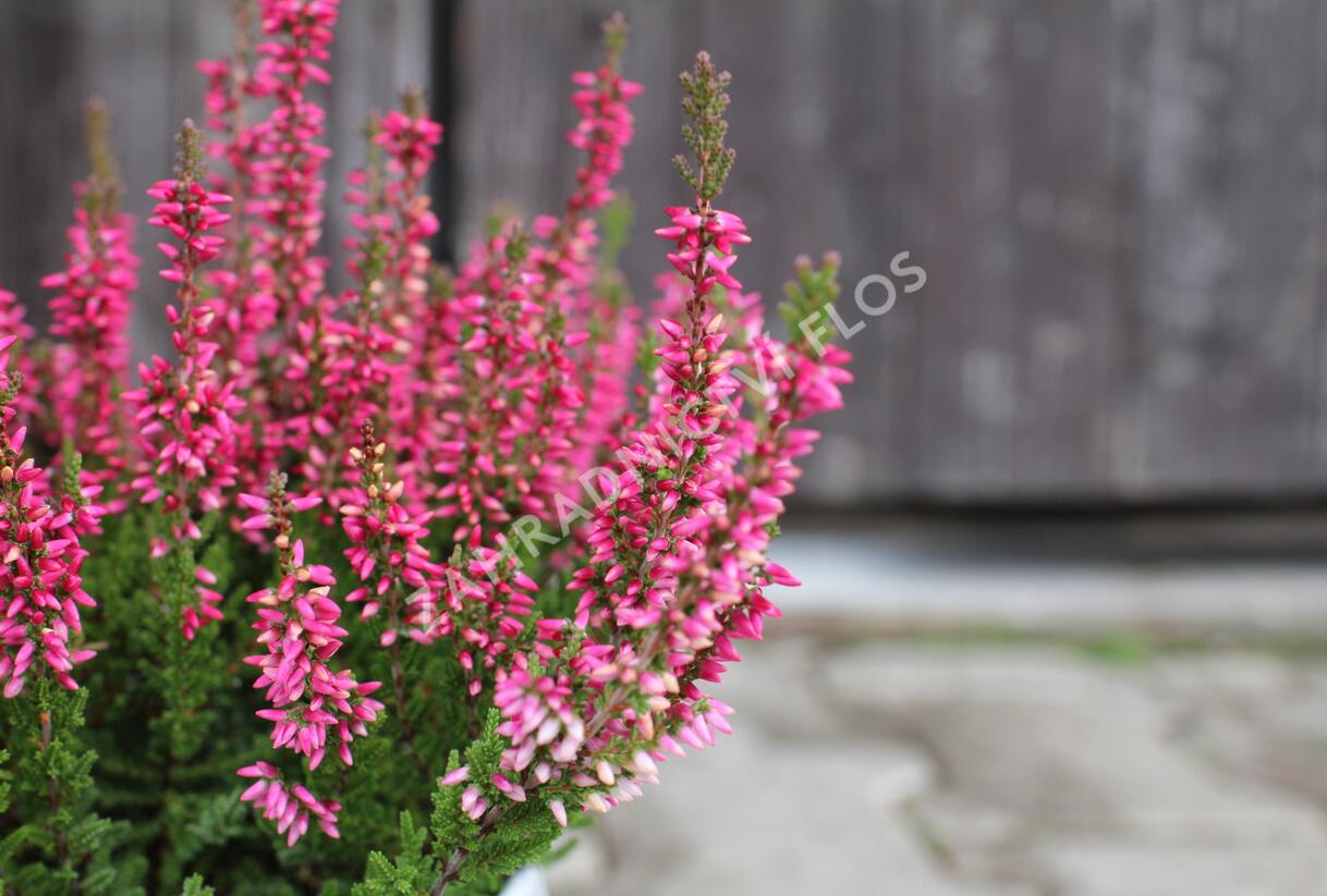 Vřes obecný 'Franca' (Garden girls®) - Calluna vulgaris 'Franca' (Garden girls®)