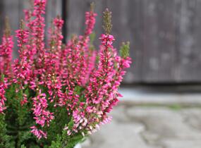 Vřes obecný 'Franca' (Garden girls®) - Calluna vulgaris 'Franca' (Garden girls®)