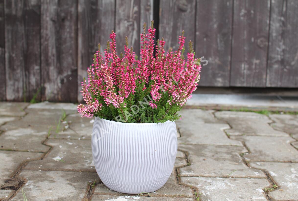 Vřes obecný 'Franca' (Garden girls®) - Calluna vulgaris 'Franca' (Garden girls®)