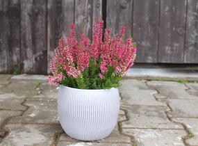 Vřes obecný 'Franca' (Garden girls®) - Calluna vulgaris 'Franca' (Garden girls®)