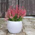 Calluna vulgaris 'Franca' (Garden girls®).JPG