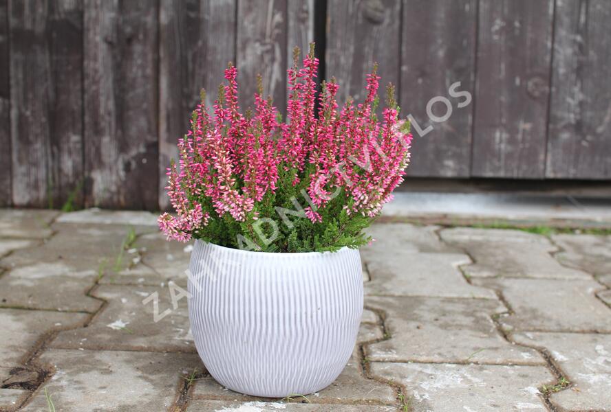 Vřes obecný 'Franca' (Garden girls®) - Calluna vulgaris 'Franca' (Garden girls®)