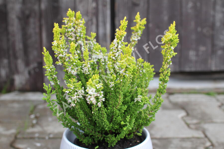 Vřes obecný (Sunset girls®) 'Zeta' - Calluna vulgaris (Sunset girls®) 'Zeta'