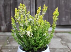 Vřes obecný (Sunset girls®) 'Zeta' - Calluna vulgaris (Sunset girls®) 'Zeta'