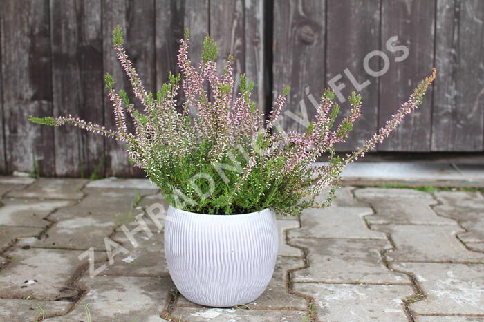 Vřes obecný 'Pink Angie' (Garden girls®) - Calluna vulgaris 'Pink Angie' (Garden girls®)