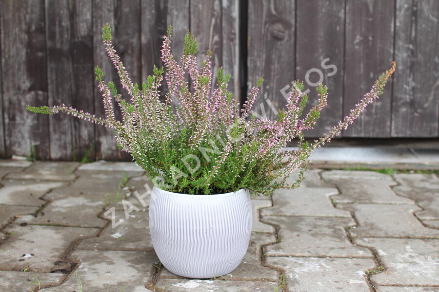 Vřes obecný 'Pink Angie' (Garden girls®) - Calluna vulgaris 'Pink Angie' (Garden girls®)