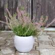 Vřes obecný 'Pink Angie' (Garden girls®) - Calluna vulgaris 'Pink Angie' (Garden girls®)