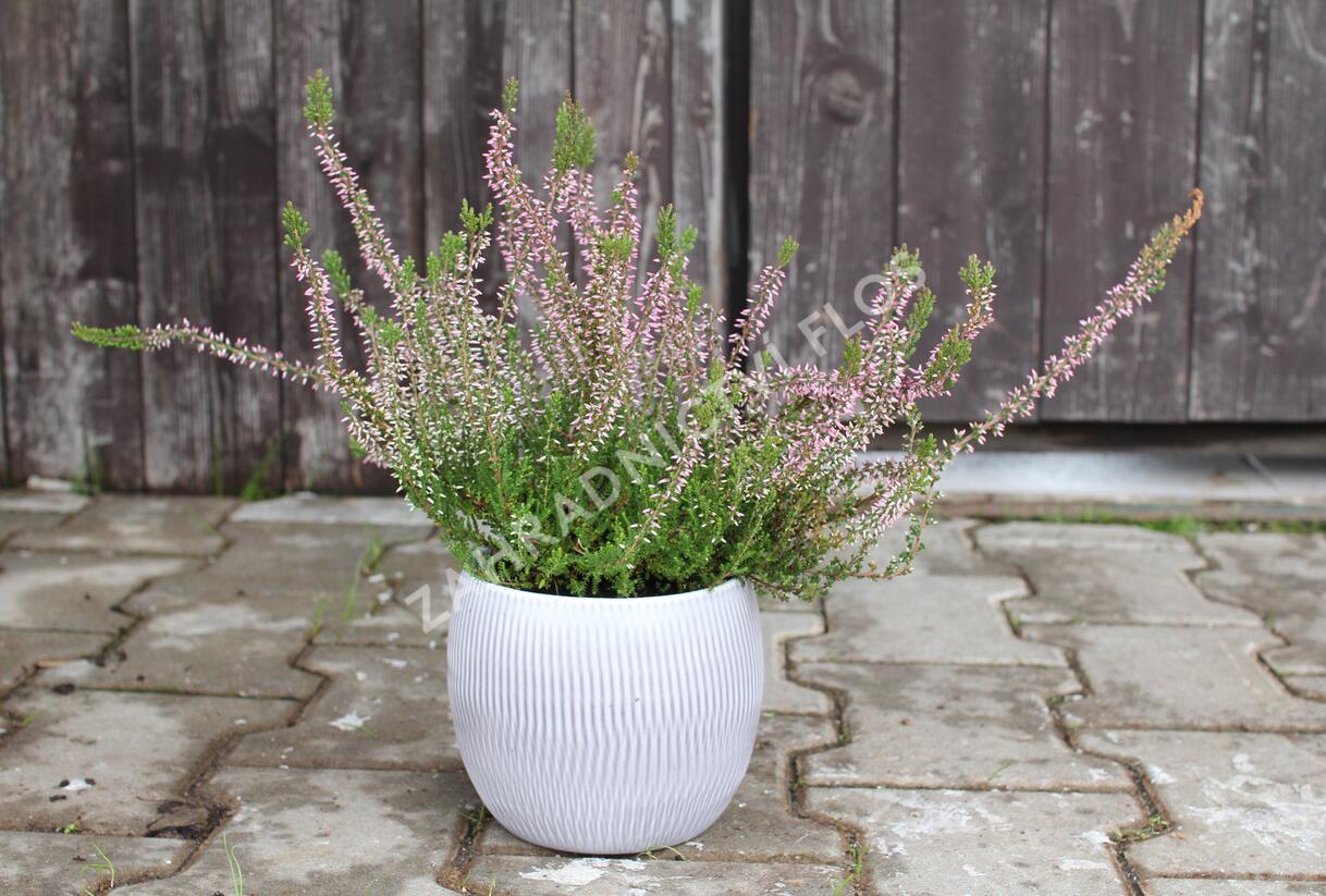 Vřes obecný 'Pink Angie' (Garden girls®) - Calluna vulgaris 'Pink Angie' (Garden girls®)