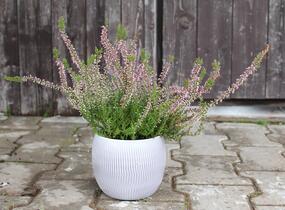 Vřes obecný 'Pink Angie' (Garden girls®) - Calluna vulgaris 'Pink Angie' (Garden girls®)