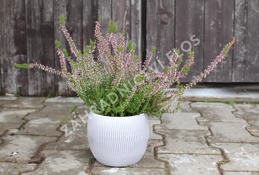 Vřes obecný 'Pink Angie' (Garden girls®) - Calluna vulgaris 'Pink Angie' (Garden girls®)
