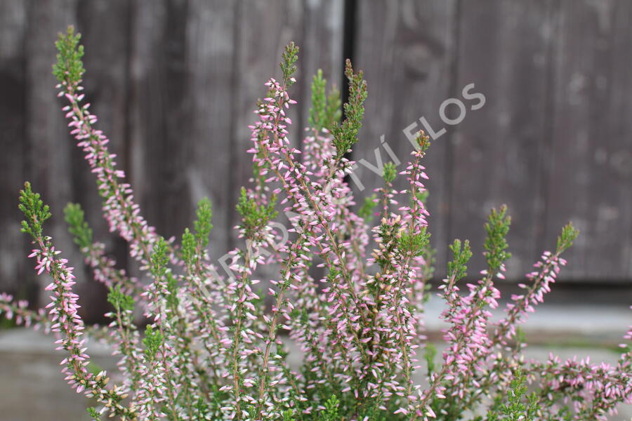Vřes obecný 'Pink Angie' (Garden girls®) - Calluna vulgaris 'Pink Angie' (Garden girls®)