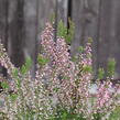 Vřes obecný 'Pink Angie' (Garden girls®) - Calluna vulgaris 'Pink Angie' (Garden girls®)