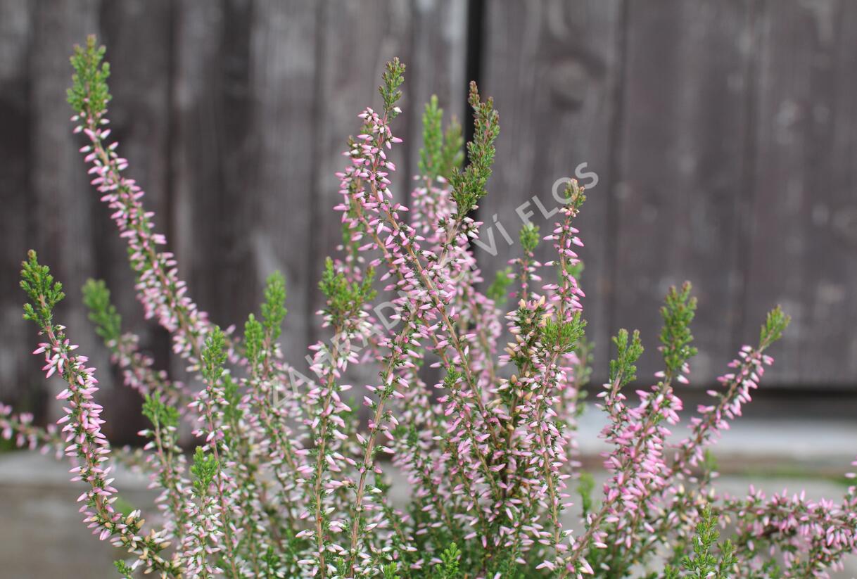 Vřes obecný 'Pink Angie' (Garden girls®) - Calluna vulgaris 'Pink Angie' (Garden girls®)