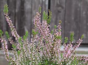 Vřes obecný 'Pink Angie' (Garden girls®) - Calluna vulgaris 'Pink Angie' (Garden girls®)