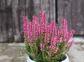 Vřes obecný 'Lioba' (Garden girls®) - Calluna vulgaris 'Lioba' (Garden girls®)