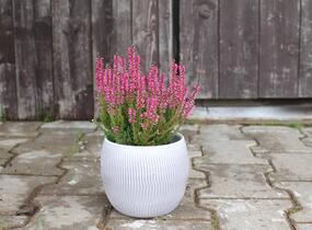 Vřes obecný 'Lioba' (Garden girls®) - Calluna vulgaris 'Lioba' (Garden girls®)